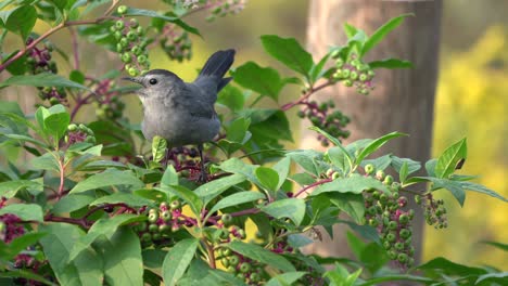 a catbird sitting in a berry bush calling out to the other birds