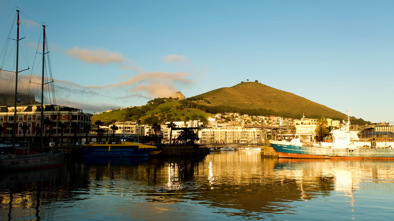 바다표범이 v+a 워터프론트 정박지에서 헤엄치고, 시그널 힐을 배경으로