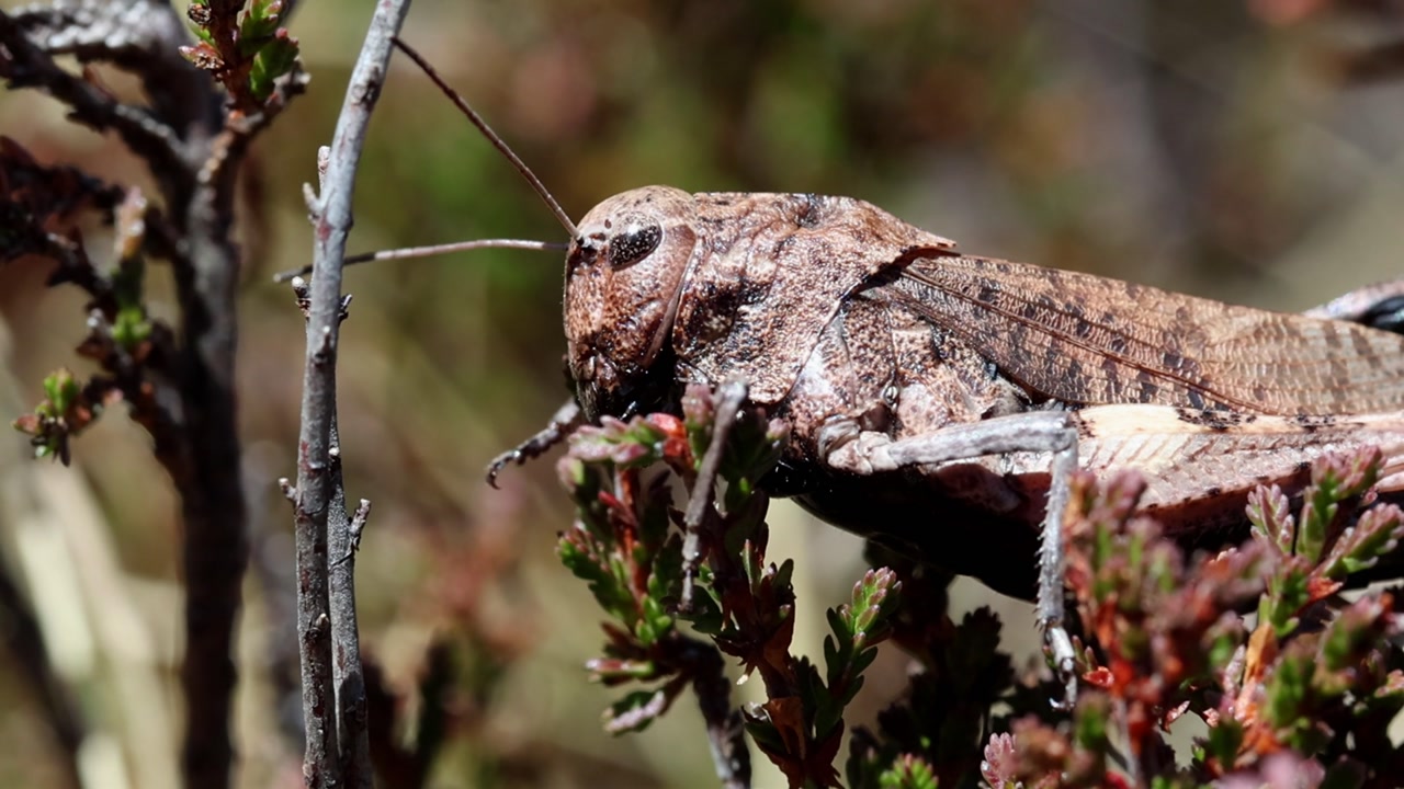 A brown Grasshopper amongst vegetation. Picos de Europa National Park. Autumn. Spain.