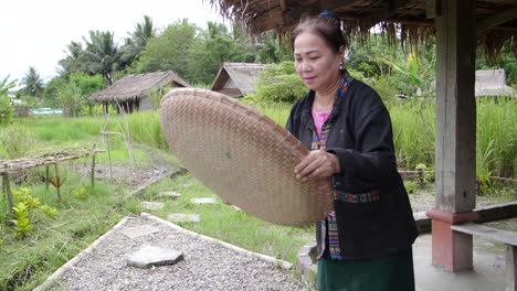woman harvesting rice