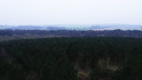 Woodland-on-a-cold-winters-morning-UK-panning-up