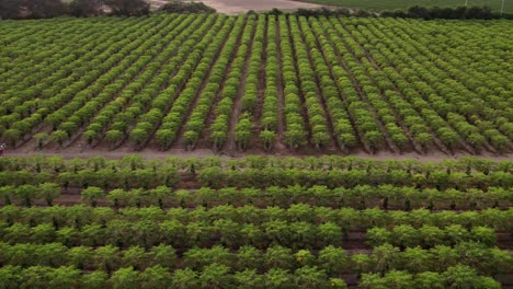 filas de hermosos árboles de plantación de papaya en lima, disparado por un avión no tripulado