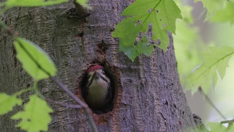 great spotted woodpecker poking hole out of nest hole in tree