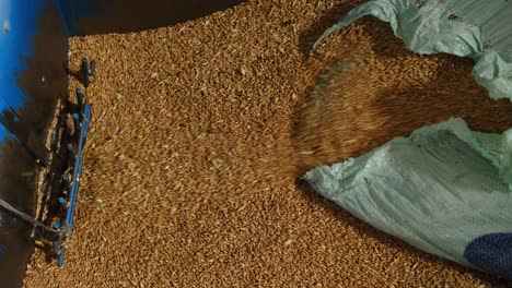 wheat grains move into the machine in a flour factory