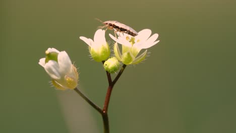 macro 4k shots of spring time grass and it's wild life