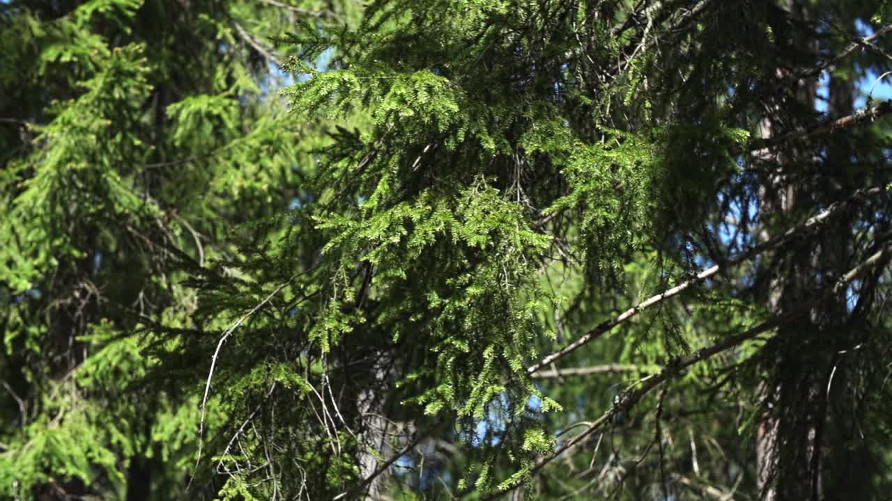 Pine tree close up in slow motion with a little shake from wind