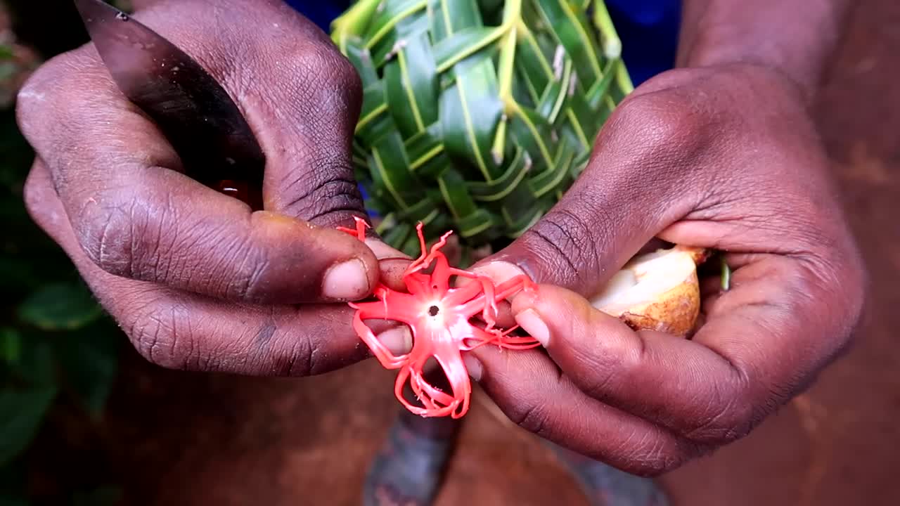 육두구 열매를 덮고 있는 내부 필름을 관광객들에게 보여주는 아프리카 남자