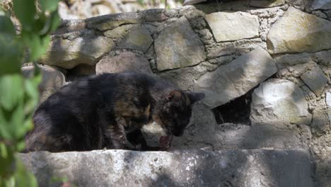 black cat eating a mouse on stone steps in slowmotion with fly an flies flying around