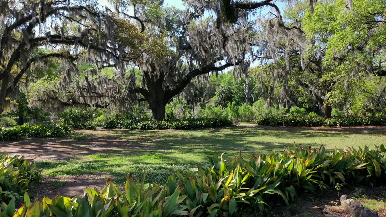 New Orleans'taki City Park'ta güneşli bir günde İspanyol yosunlu ağaçların altından drone çekimi.