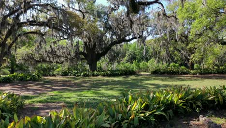 droning under trees with spanish moss on a sunny day at city park in new orleans