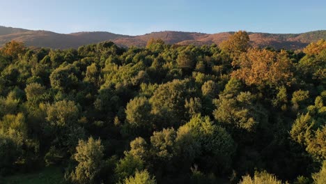 Vuelo-Sorpresa-Con-Un-Dron-Viendo-Una-Zona-Frondosa-Con-Enebros-Y-Descubriendo-Una-Gran-Montaña-Con-Un-Bosque-De-Castaños-Proyectando-Sombras-A-La-Hora-Dorada-Con-Un-Cielo-Azul-En-ávila-España