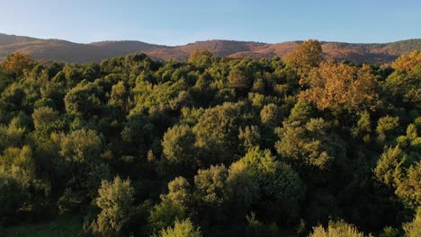 surprise flight with a drone seeing a leafy area with juniper bushes and discovering a large mountain with a chestnut forest casting shadows at the golden hour with a blue sky in avila spain