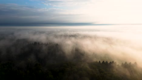 misty forest sunrise/sunset aerial view