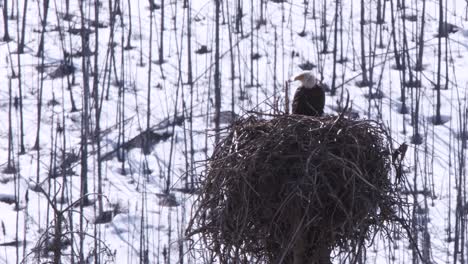 Bald-Eagle-stands-on-edge-of-large-stick-nest-on-snowy-heat-haze-day