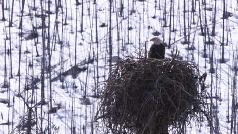bald eagle stands on edge of large stick nest on snowy heat haze day