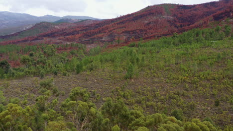 contrast between healthy green trees and burned forest in south africa aerial