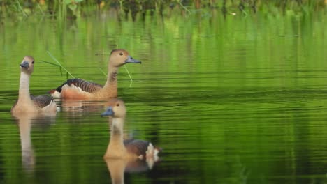 whistling ducks swimming uhd mp4 4k