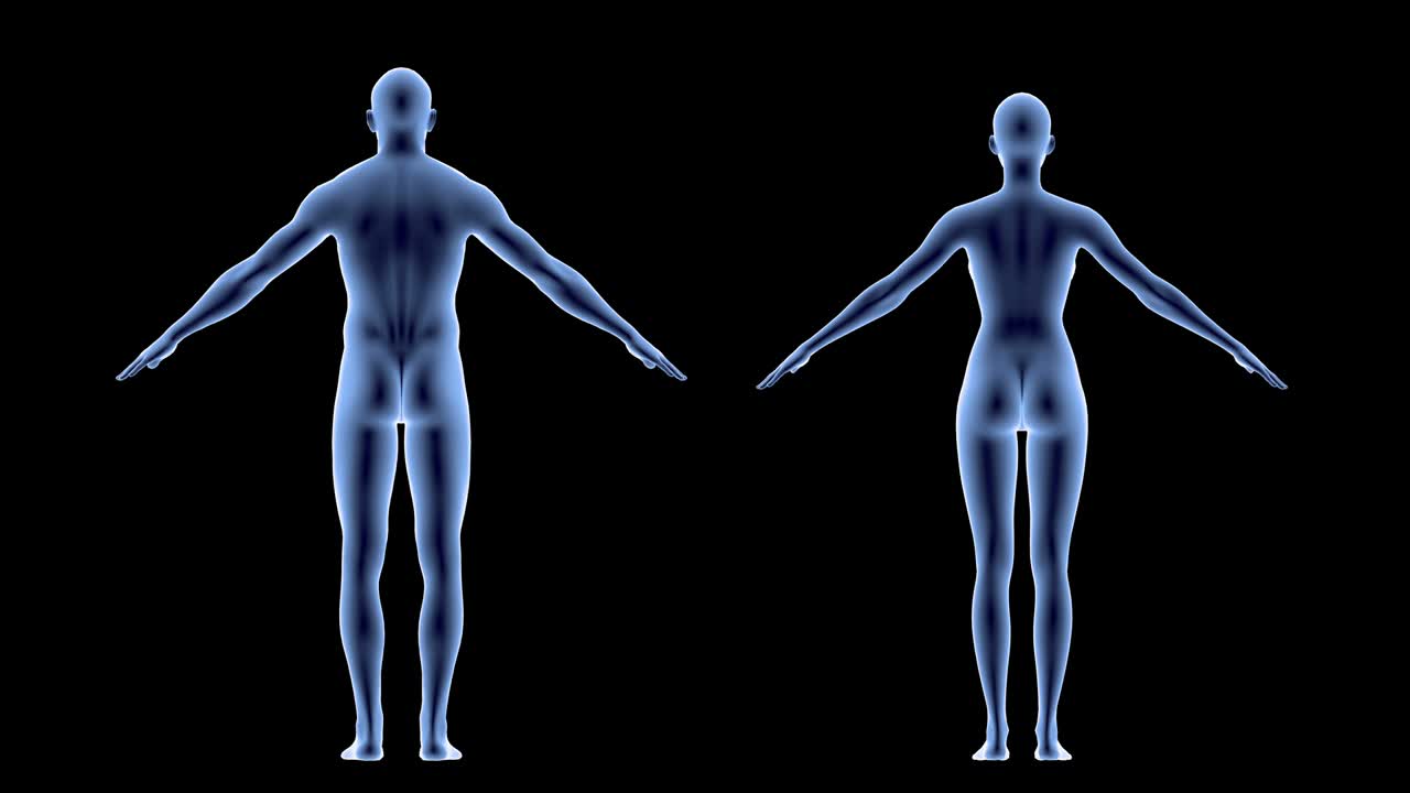 Transparent male and female Body