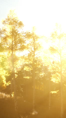 golden hour aspen trees