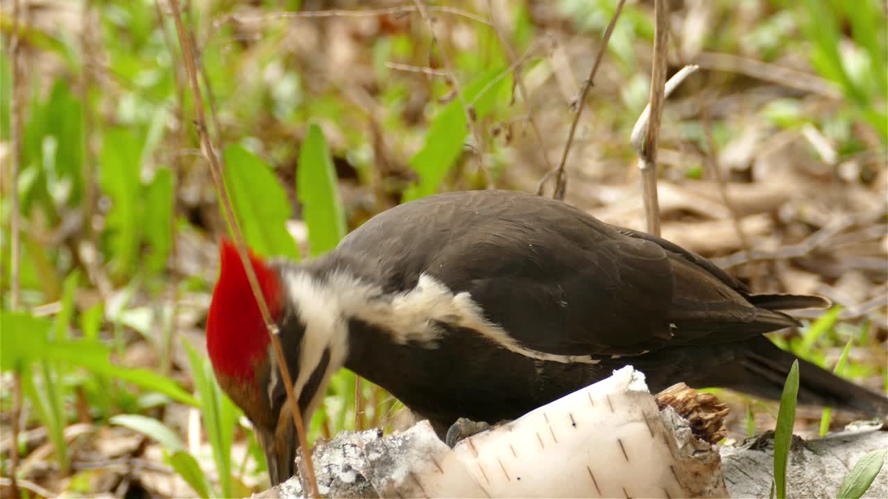 vista cercana de un pájaro carpintero pileado alimentándose de larvas en el tronco seco