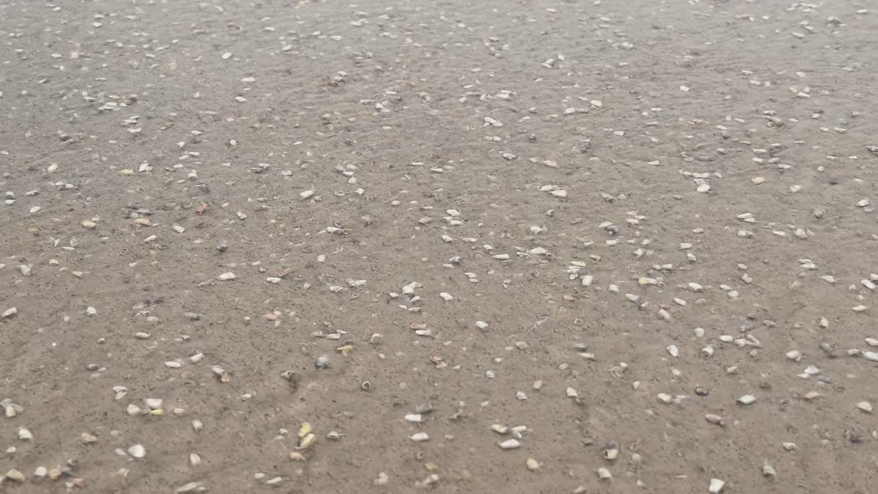 Um close-up detalhado de pequenas conchas brancas espalhadas por uma praia de areia molhada enquanto a maré recua. Útil para documentários de viagem e natureza.