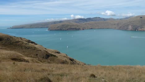 Unfruchtbare-Landhänge-Treffen-Auf-Den-Hafen,-Da-Das-Yacht-Rennfeld-Weit-Verbreitet-Ist-–-Mechanics-Bay,-Lyttelton-Harbour