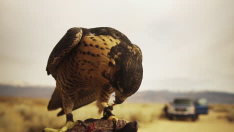 falcon eating from leather glove of owner