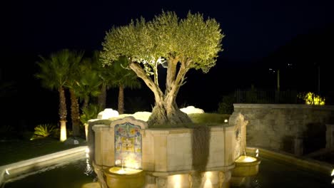 night garden fountain with olive tree