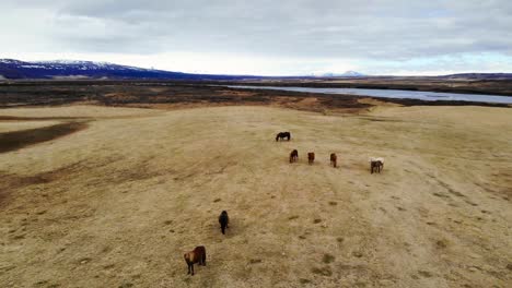 Flying-Over-Wild-Horses