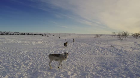 herd of reindeer