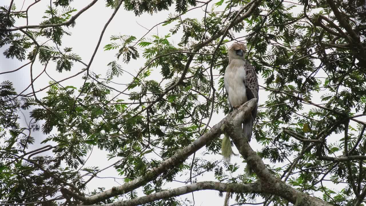 mirando hacia abajo a la izquierda y hacia la derecha moviendo su cabeza hacia adelante, mientras está encaramado en una rama, águila filipina pithecophaga jefferyi juvenil, filipinas