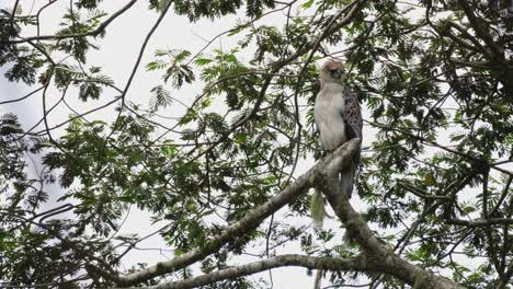 Looking-down-to-the-left-and-towards-the-right-moving-its-head-forward,-while-perched-on-a-branch,-Philippine-Eagle-Pithecophaga-jefferyi-Juvenile,-Philippines