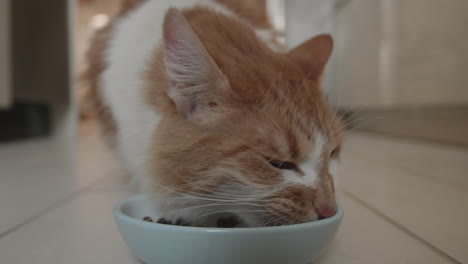 fluffy orange and white house cat contentedly enjoys his lunch of kibble