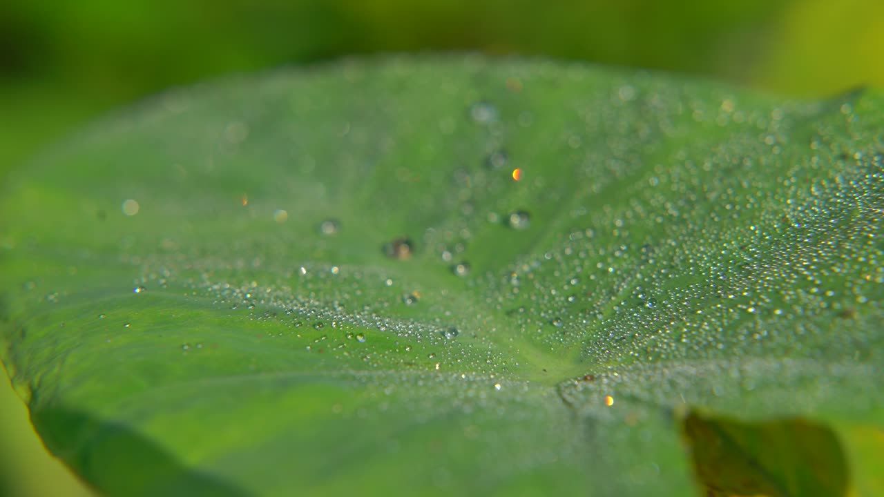 아침 이슬이 잎사귀에 떨어졌다