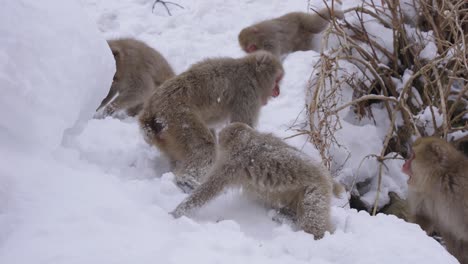 japanese macaques fight while foraging in the snow, japanese alps