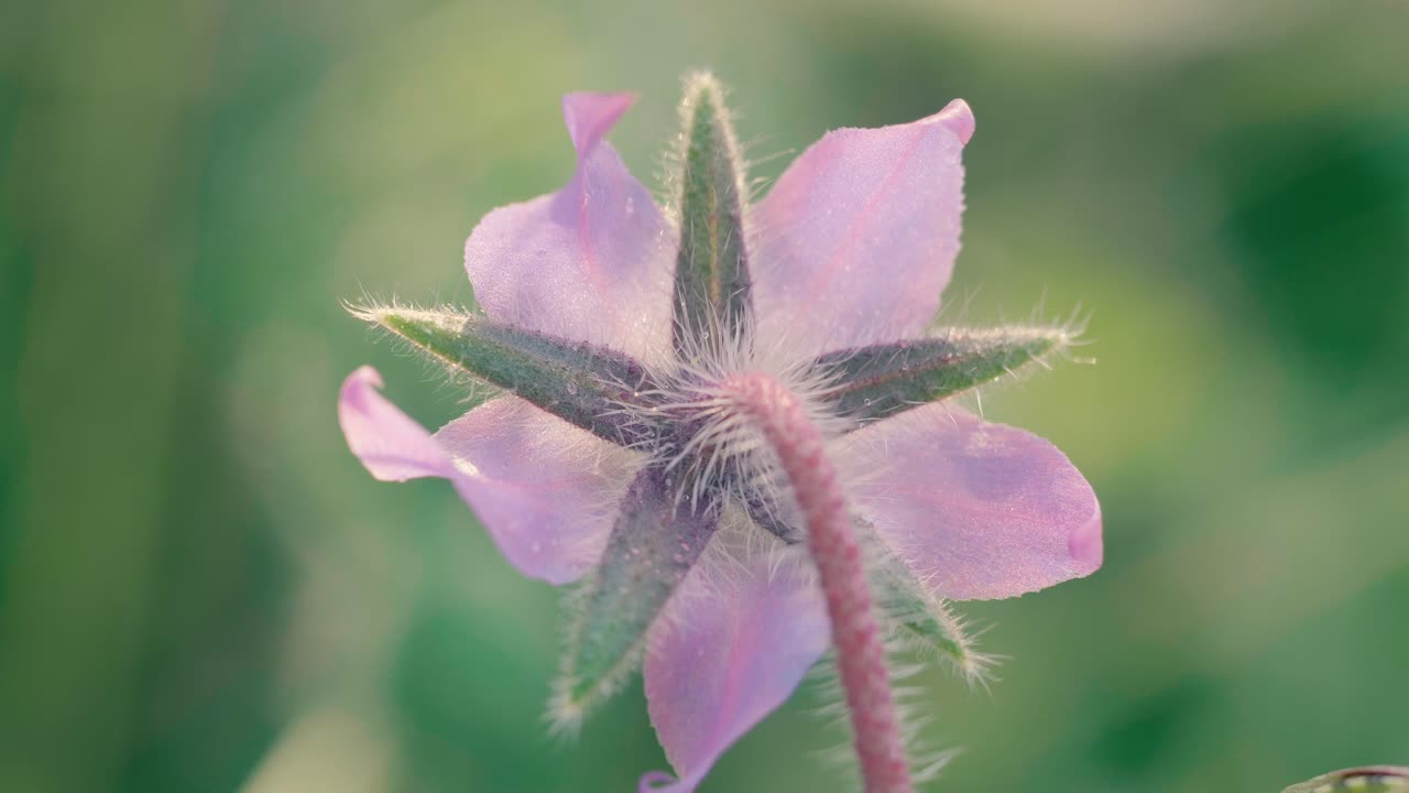 Bakfra av en lilla agurkurtblomst som viser hårete grønne begerblader og kronblader mot en uskarp bakgrunn. Detaljert blomstermakro
