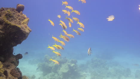 group of yellow goat fish schooling around a coral reef in the red sea of egypt