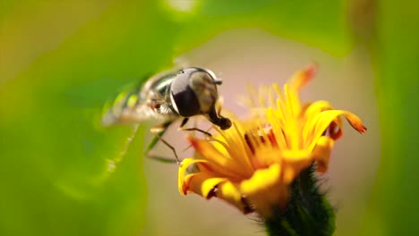 la avispa recoge el néctar de la flor crepis alpina en cámara lenta.