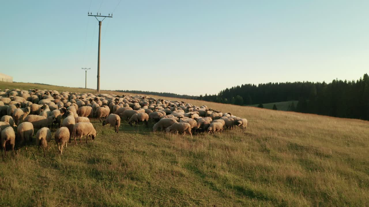 volando cerca de un rebaño de ovejas blancas pastando en un hermoso prado