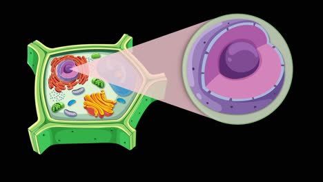 animation illustrating plant cell structure with focus on nucleus and nucleolus, using vibrant colors and smooth transitions