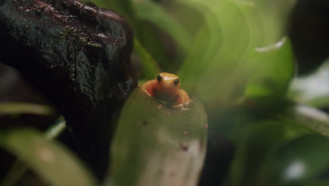 Rana-Endémica-De-Madagascar-Mantella-Dorada