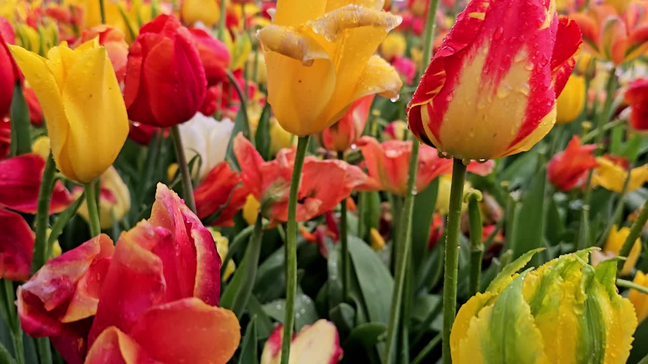 Movimento fluido della telecamera in avanti attraverso tulipani colorati in un parco fiorito. Perfetto per temi di natura, sfondo, viaggi, contenuti, social media e spot pubblicitari.