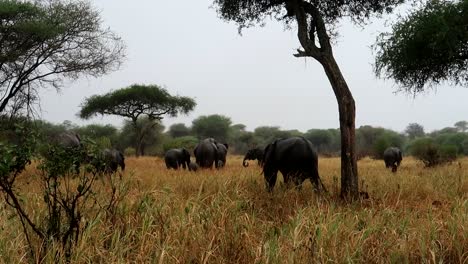 establisher wide view of elephants eating on a rainy day by acacia trees