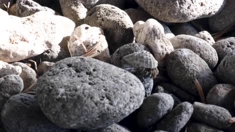 Close-up-of-hermit-crab-crustacean-decapod-in-shell-climbing-over-pebble-beach-towards-the-ocean-water