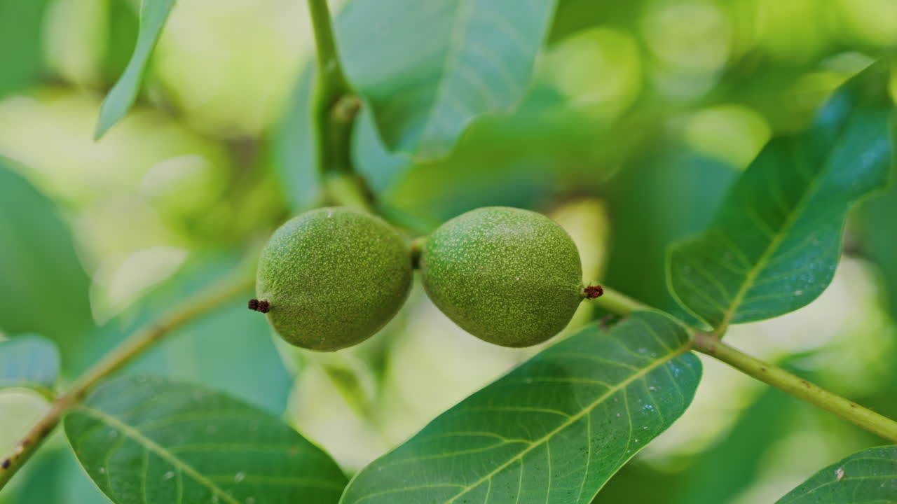 Close up of a green greek walnuts surrounded by leaves on a tree