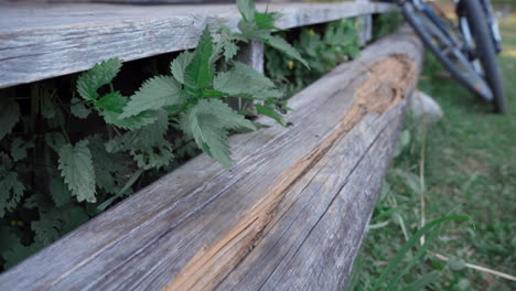 stinging nettle plant growing under old loghouse terrace with bikes in background