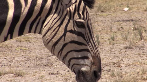 plains zebra moves left to right and leaves the frame