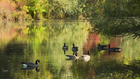 geese taking a break in a pond from the pilgrimage south for the winter in boise, idaho