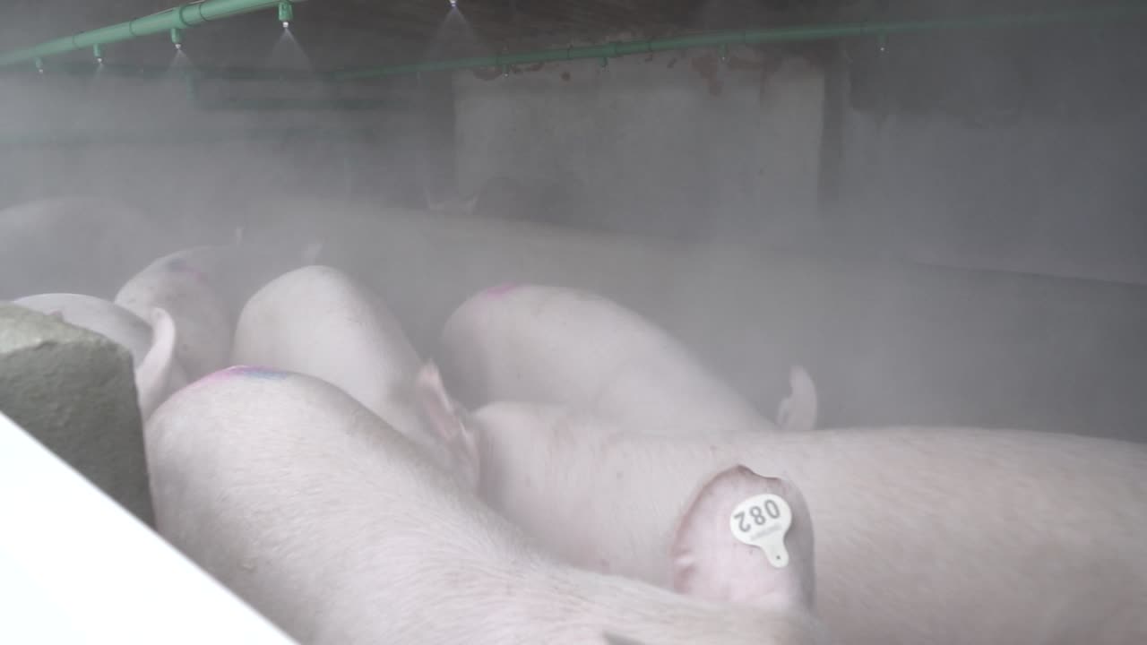 Pigs cooling down in misting system on farm
