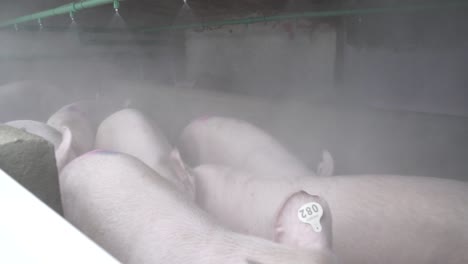 pigs cooling down in misting system on farm